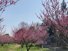 -上海海湾国家森林公园