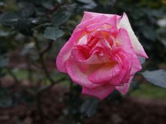 -人民公园(罗湖区)