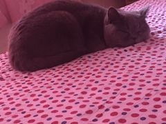 -美联众合动物医院·24h转诊中心
