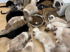 -有喵·猫咖·狗咖·30几只猫10只小狗(岗厦店)