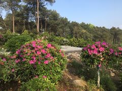 -南山植物园