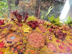 -中国科学院西双版纳热带植物园