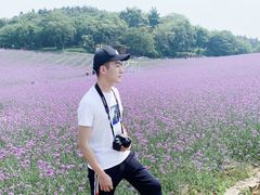 -大塘金香草谷