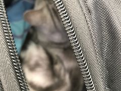 -宠颐生中康贝怡动物医院