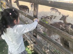 -苏州太湖西山岛开心农场