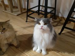 -松果猫咖(桐乡吾悦金街店)