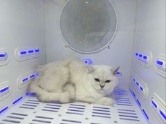 -钦宠·猫咪售卖·洗护·寄养(东圃旗舰店)