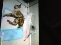 盛京一禾-盛京一禾