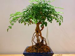 -隆德堂青瓷艺术·茶馆(故宫店)