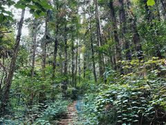 -素山寺森林公园