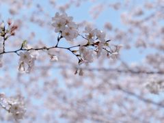 -高东镇樱花园