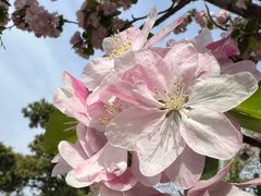 -青岛海景花园大酒店·白果树餐厅青岛菜