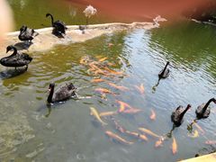 -海南热带野生动植物园