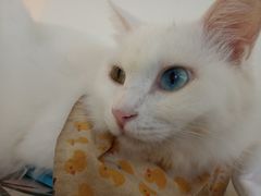-Heymao猫咖.咖啡厅(东门店)