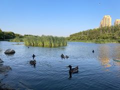 -前关湿地公园