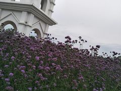 -紫颐香薰山谷景区