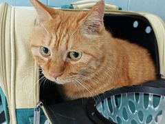 -纳吉亚猫专科动物诊疗中心(蒋宅口分院)