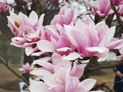 -上海辰山植物园