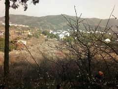 -香雪海