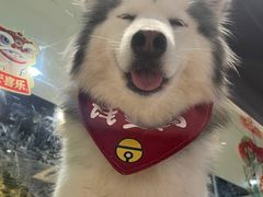 -Husky Go! 哈士奇体验馆·宠物咖啡厅狗咖