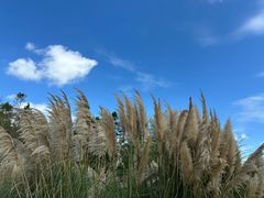 -春花秋色城市公园