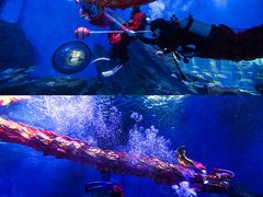 -海合安武汉极地海洋公园