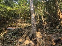 -西双版纳基诺山寨