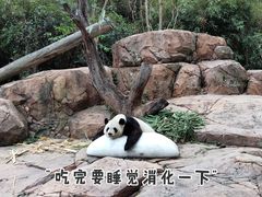 -广州长隆野生动物世界