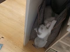 -猫咪派对(江南西店)