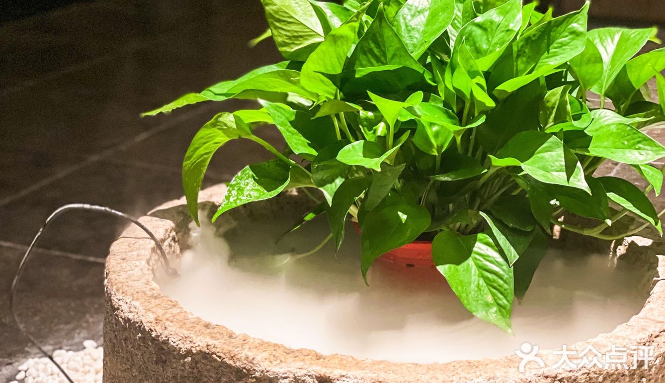Tiar探店｜结庐于椿，开启融合川菜🌶之旅