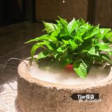 Tiar探店｜结庐于椿，开启融合川菜🌶之旅