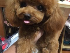 -爱宠屋pet shop·宠物洗澡·宠物美容
