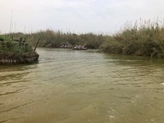 -泗洪洪泽湖湿地景区