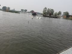 -白洋淀景区
