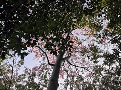 -五缘湾湿地公园