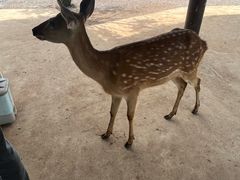 -海南热带野生动植物园