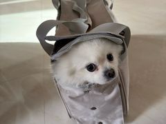 -德元·美联众合24小时动物医院(总院)