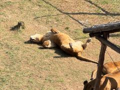 -青藏高原野生动物园