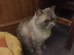 -猫色咖啡·猫咖