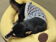 -逗柴咖啡屋·狗咖猫咖宠物桌游