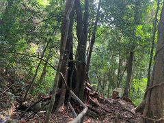 -莫里热带雨林景区
