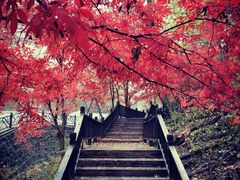 -天女山森林公园