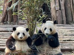 -成都动物园