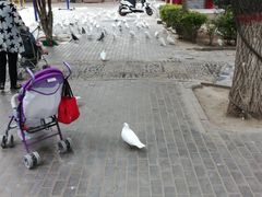 -高庙保安寺