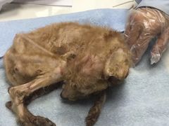 -康乐宝动物医院