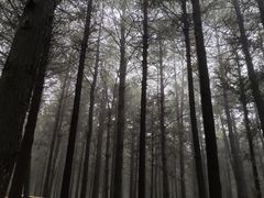 -重庆睡佛山森林公园
