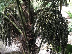 -呀诺达热带雨林