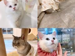 -楼上猫咖(罗湖店)