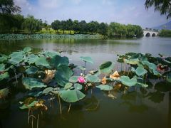 -飞来湖湿地公园