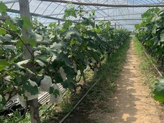 -马陆小张葡萄园农家乐